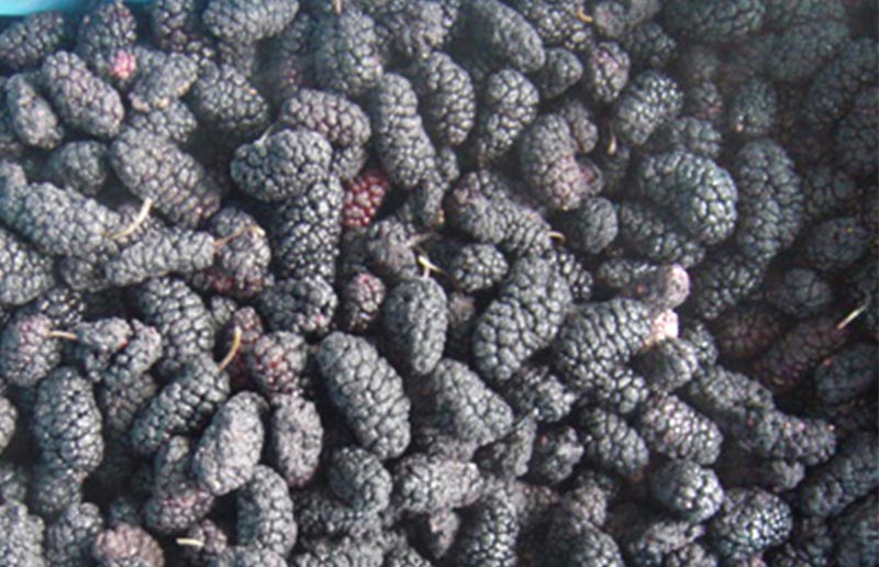 IQF Mulberry