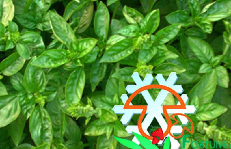 IQF Basil