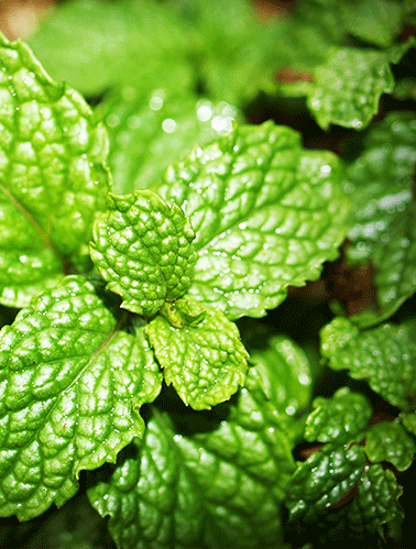Herbs
