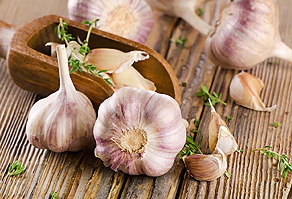 Chinese Garlic Price is Booming Again in Autumn 2019