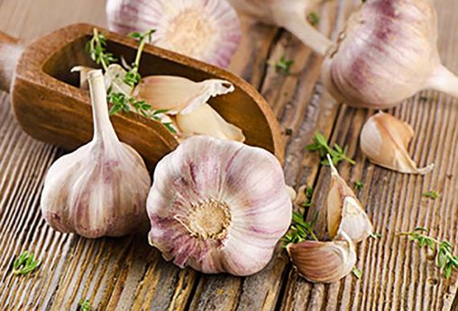 Chinese Garlic Price is Booming Again in Autumn 2019