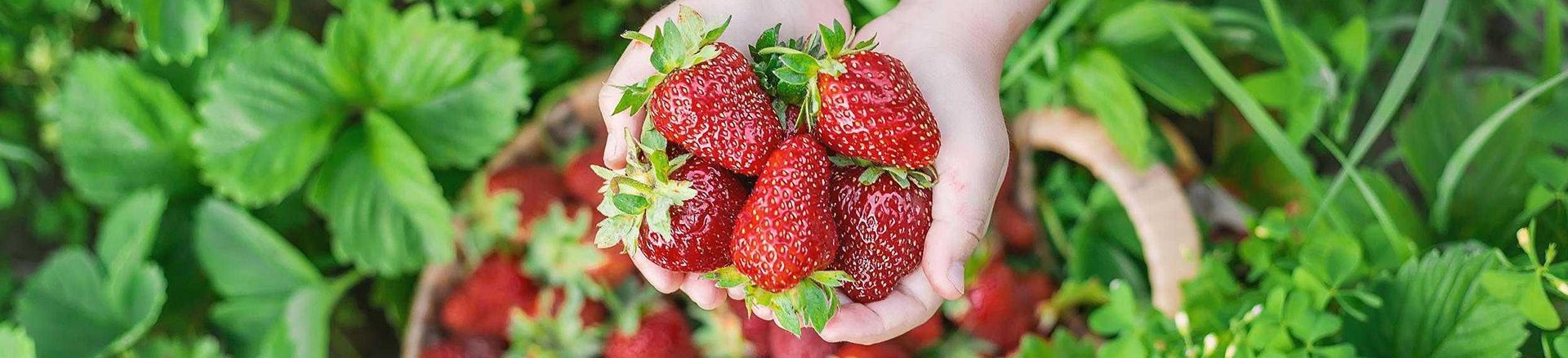Fruits