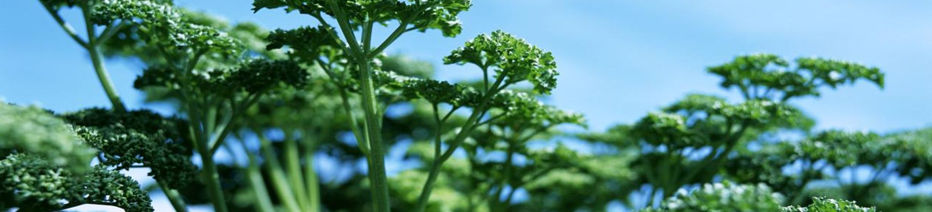 Herbs