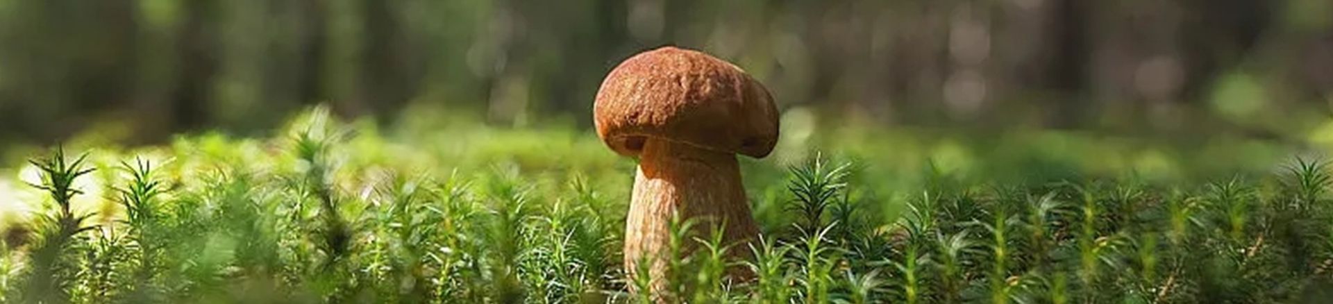 Mushrooms