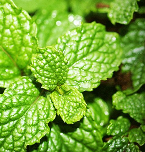 Herbs