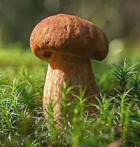 Mushrooms